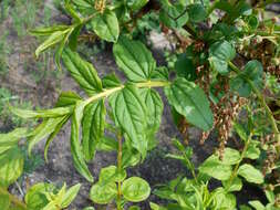 Image of Coriaria nepalensis Wall.