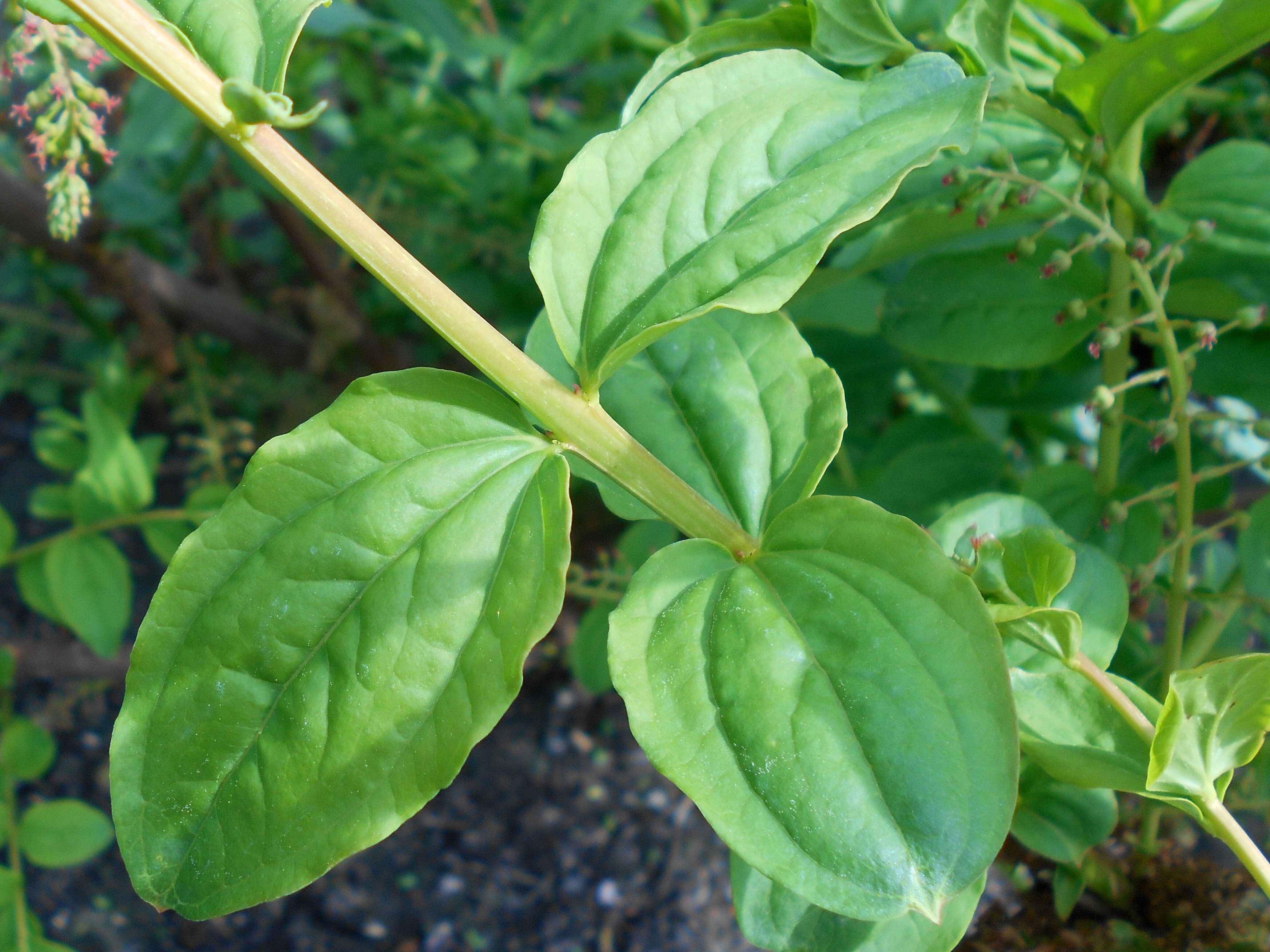 Image of Coriaria nepalensis Wall.