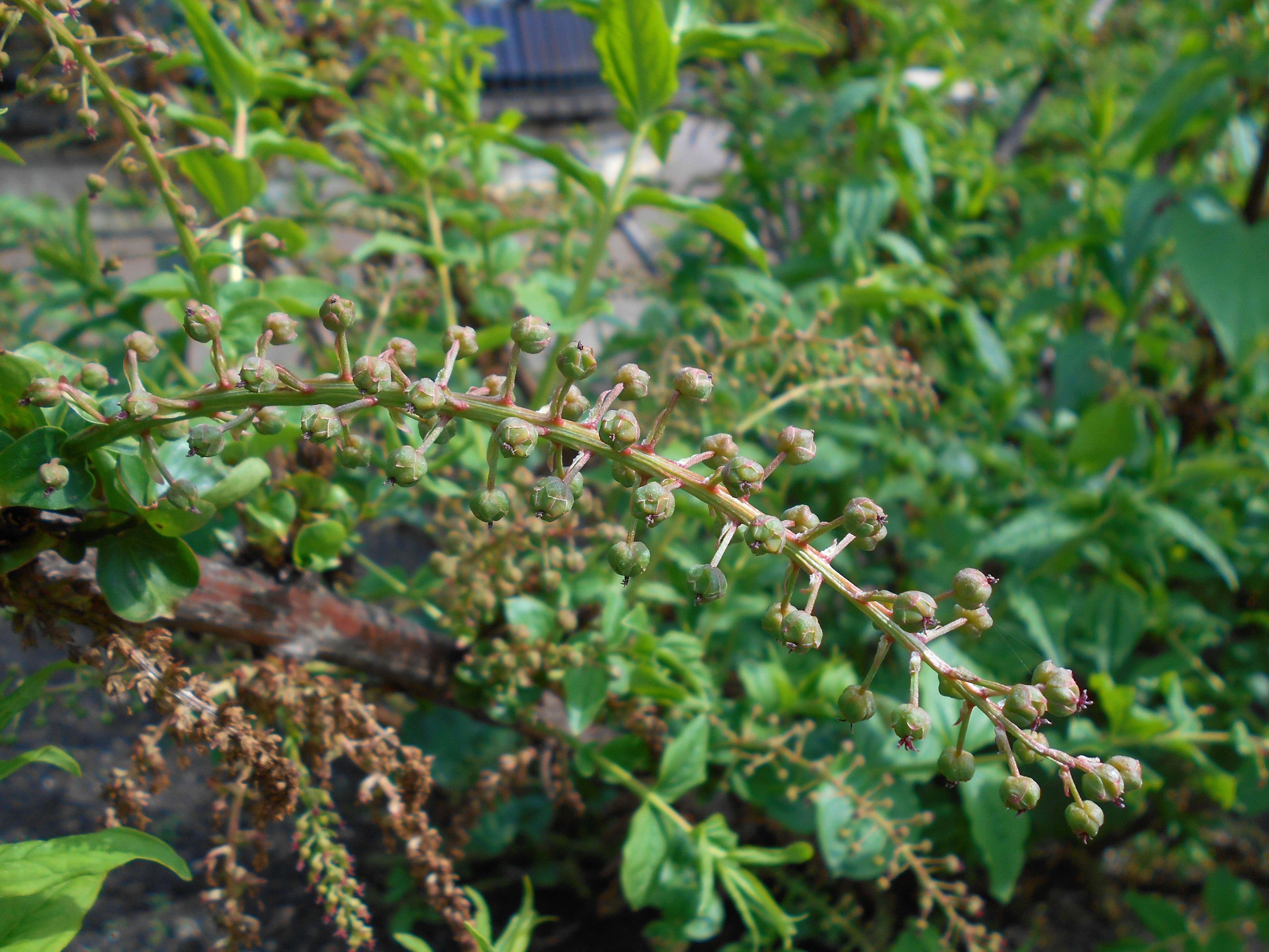 Image of Coriaria nepalensis Wall.