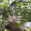 Image of Whitehead's Spiderhunter