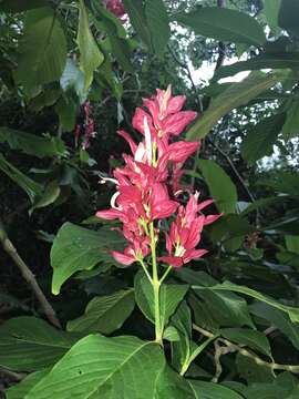 Image of Brazilian red-cloak