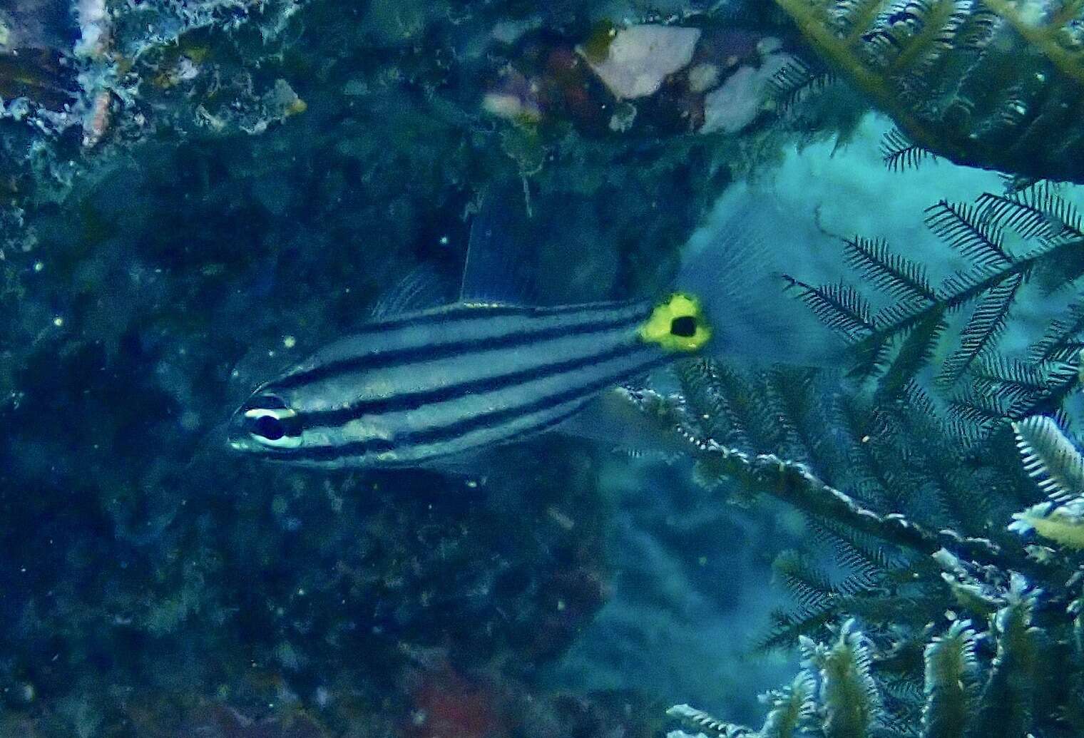 Image of Five-lined cardinalfish