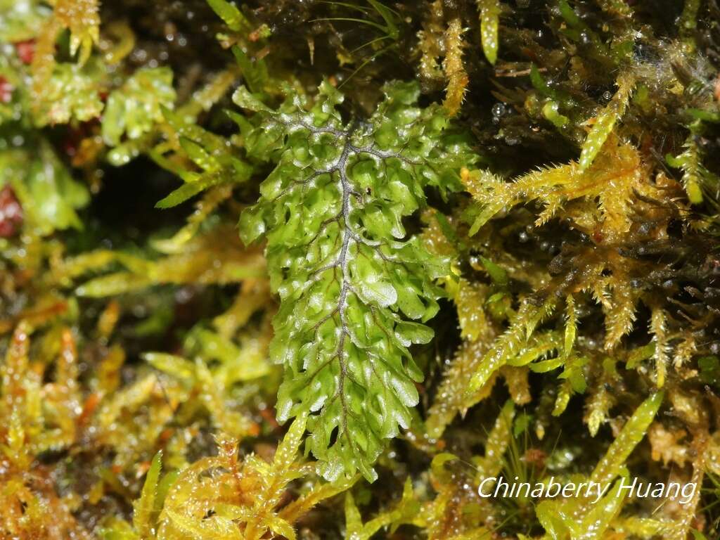 Image of Hymenophyllum barbatum (v. d. Bosch) Bak.