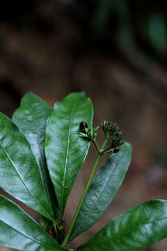 Image of Palicourea violacea (Aubl.) A. Rich.