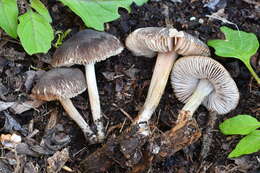 Image of Pluteus nanus (Pers.) P. Kumm. 1871