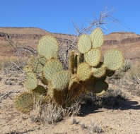 Image of Dollar-joint Prickly-pear