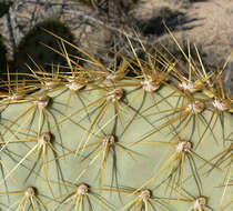 Image of Dollar-joint Prickly-pear