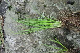 Image of bashful bulrush