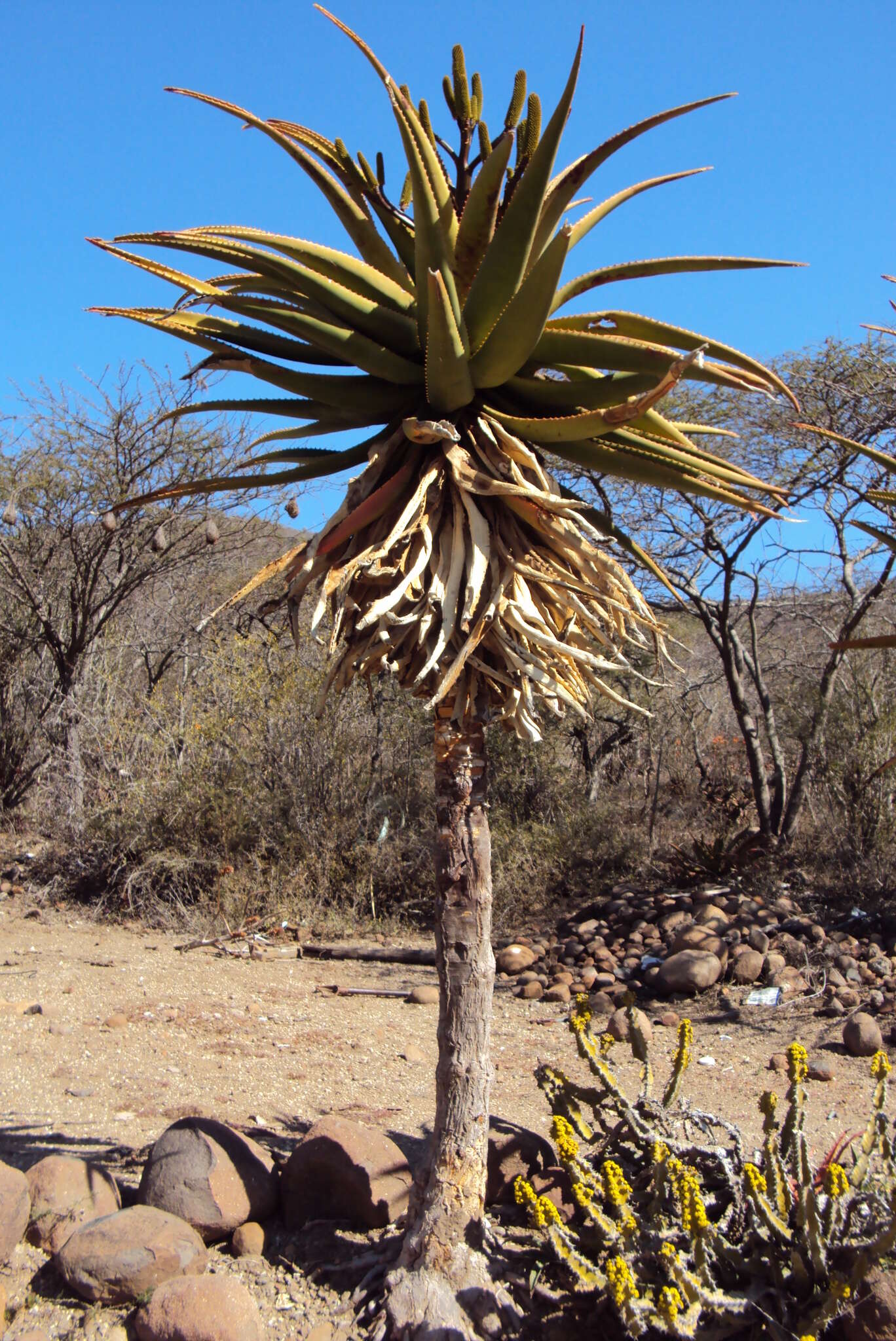 Image of Aloe rupestris Baker