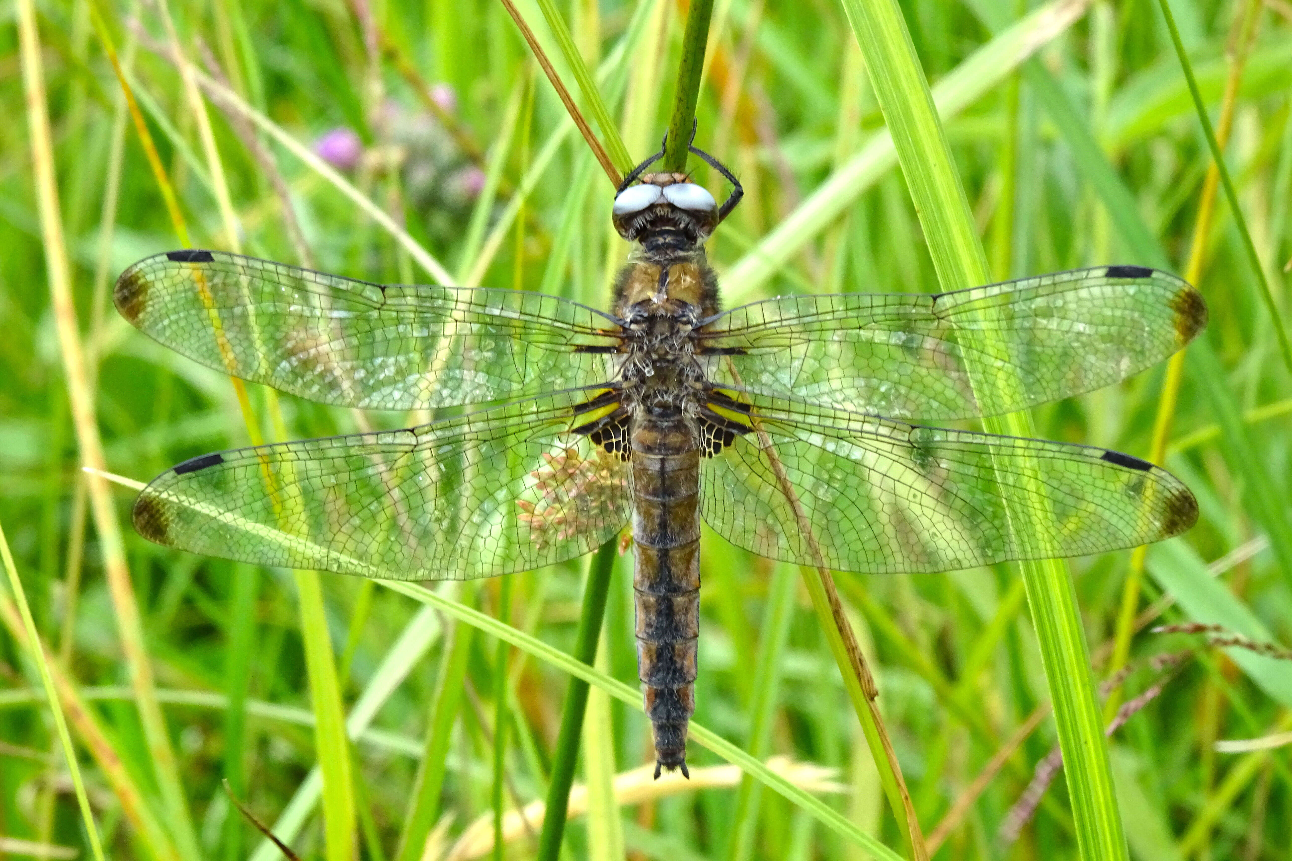 Image of Blue Chaser