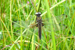 Image of Blue Chaser