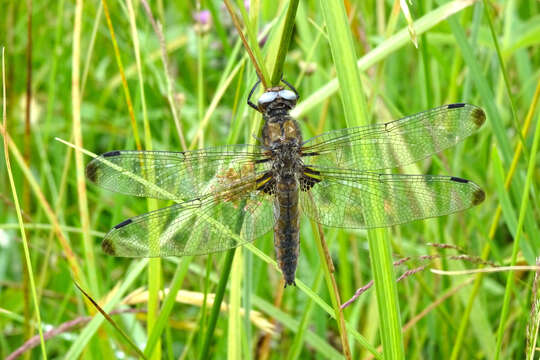 Image of Blue Chaser