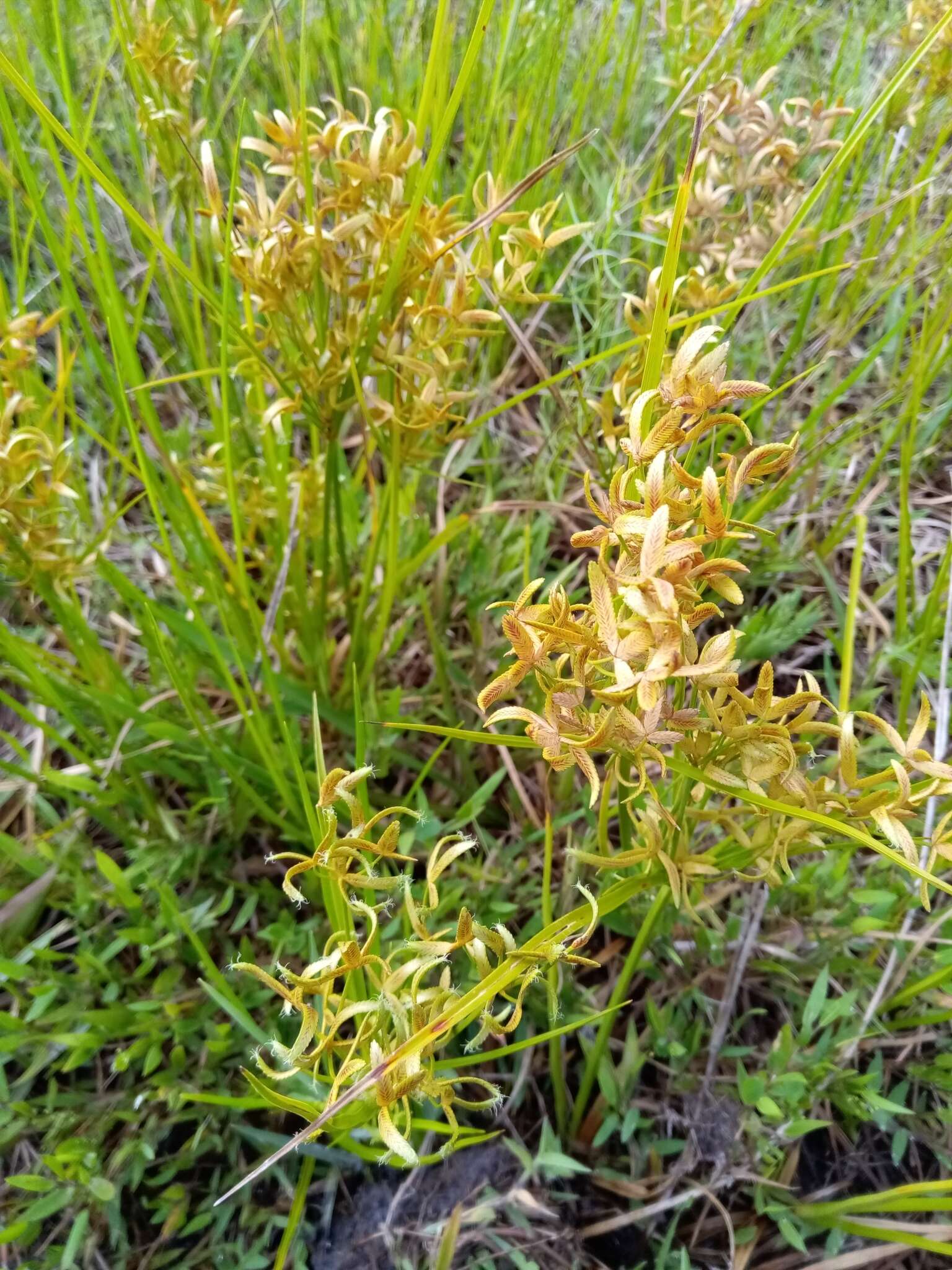 Image of Le Conte's Flat Sedge