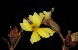 Goodenia discophora resmi