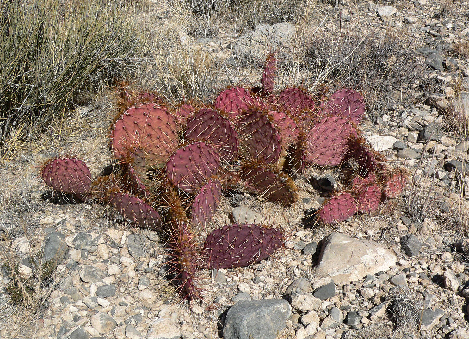 Image of Brownspine Pricklypear