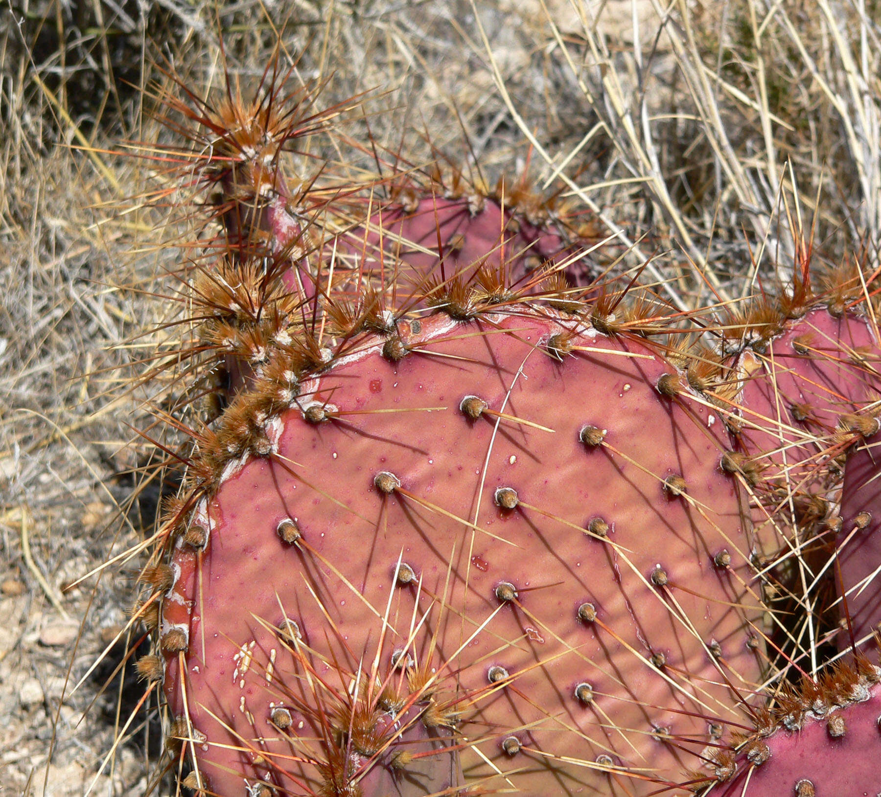 Image of Brownspine Pricklypear