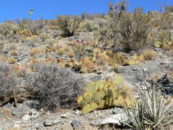 Image of Brownspine Pricklypear