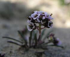 Image de Braya glabella subsp. purpurascens (R. Br.) W. J. Cody