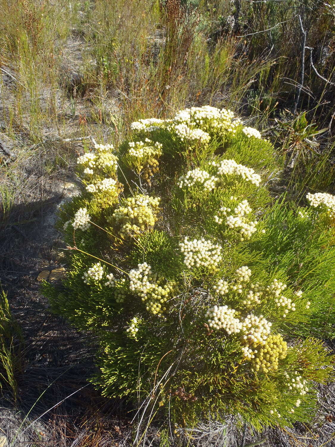 Image of Brunia paleacea Berg.