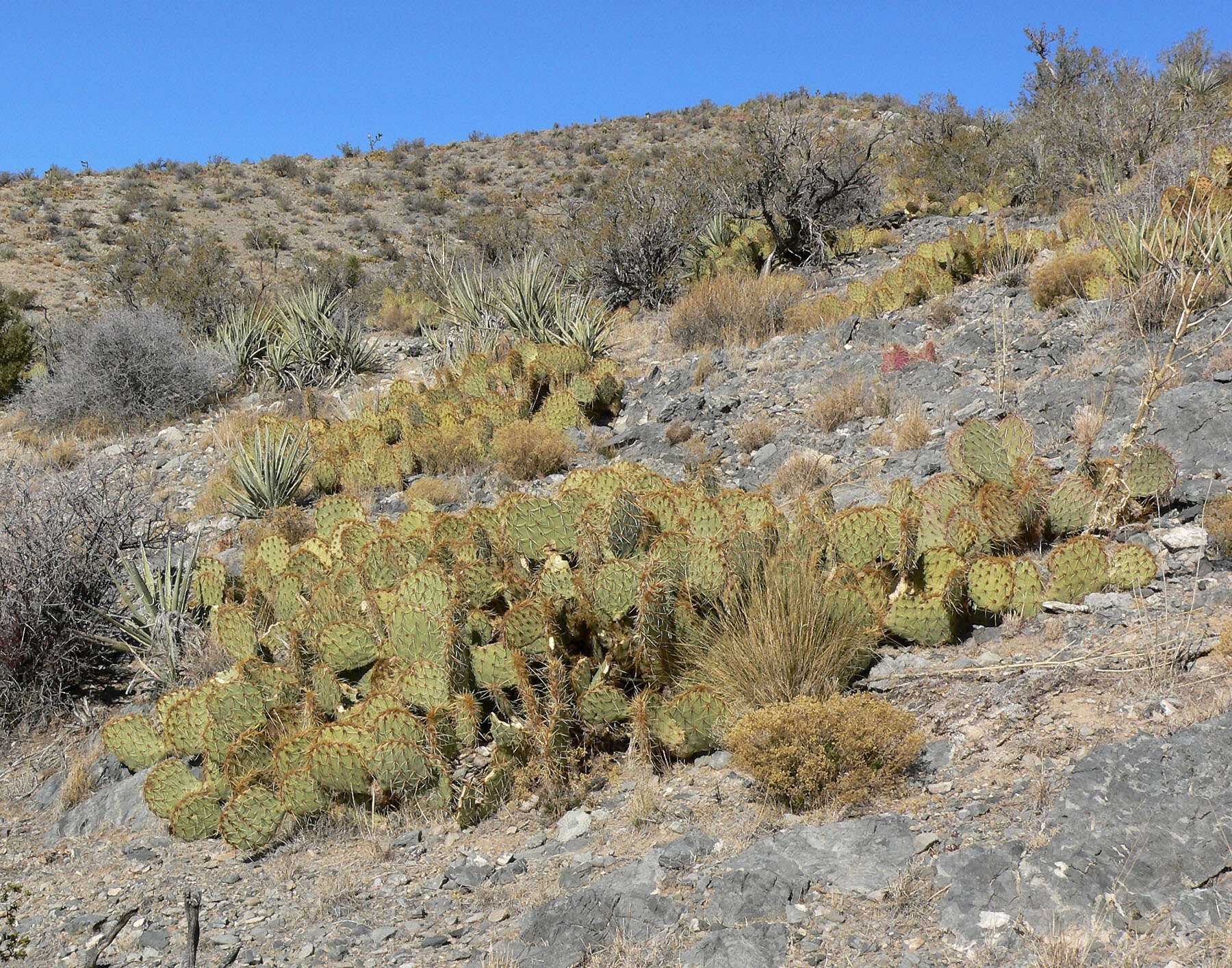 Image of Brownspine Pricklypear