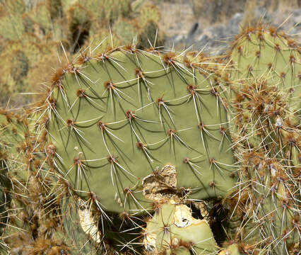 Image of Brownspine Pricklypear