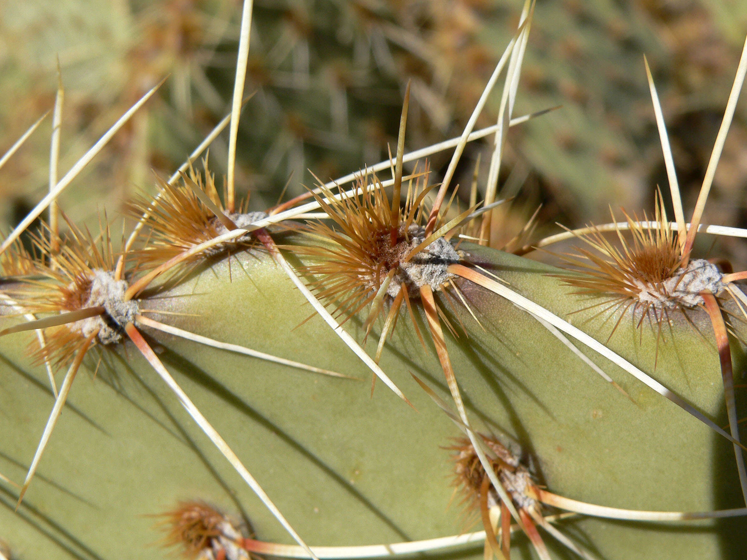 Image of Brownspine Pricklypear