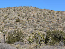 Image of Brownspine Pricklypear