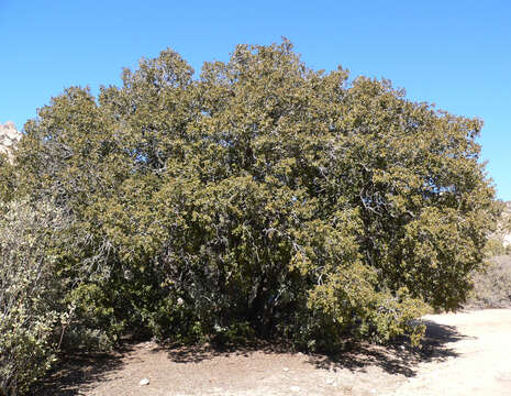 Слика од Quercus chrysolepis Liebm.