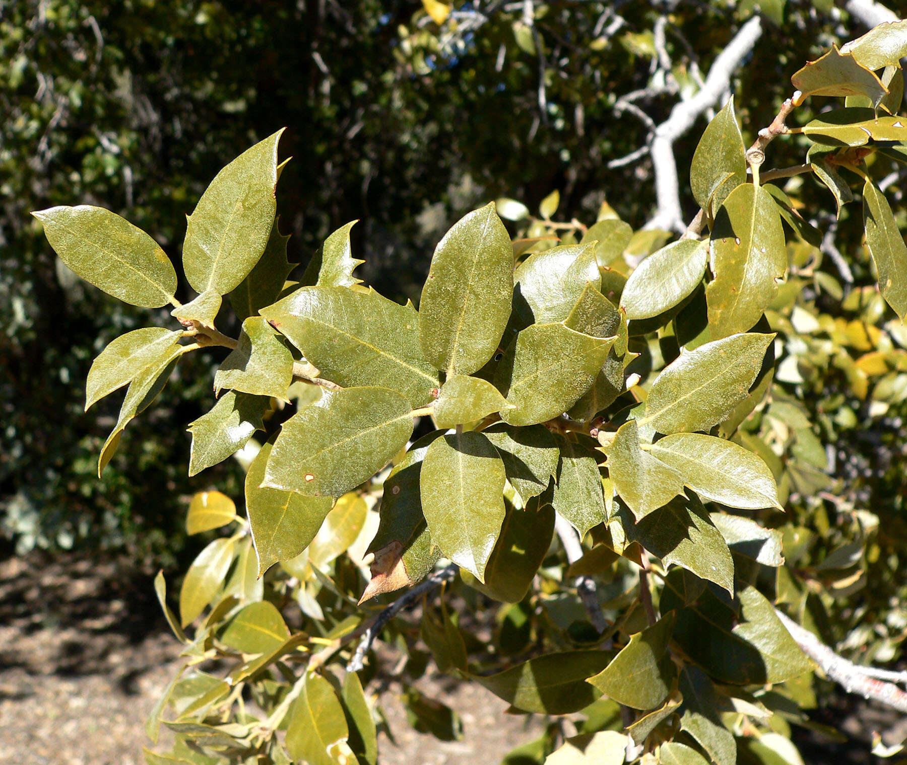 Слика од Quercus chrysolepis Liebm.