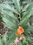 Image of Costus pictus D. Don