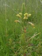 Image of Euphrasia scabra R. Br.