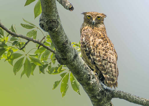 Image of Brown Fish Owl