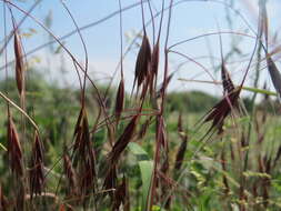 Image of Barren Brome