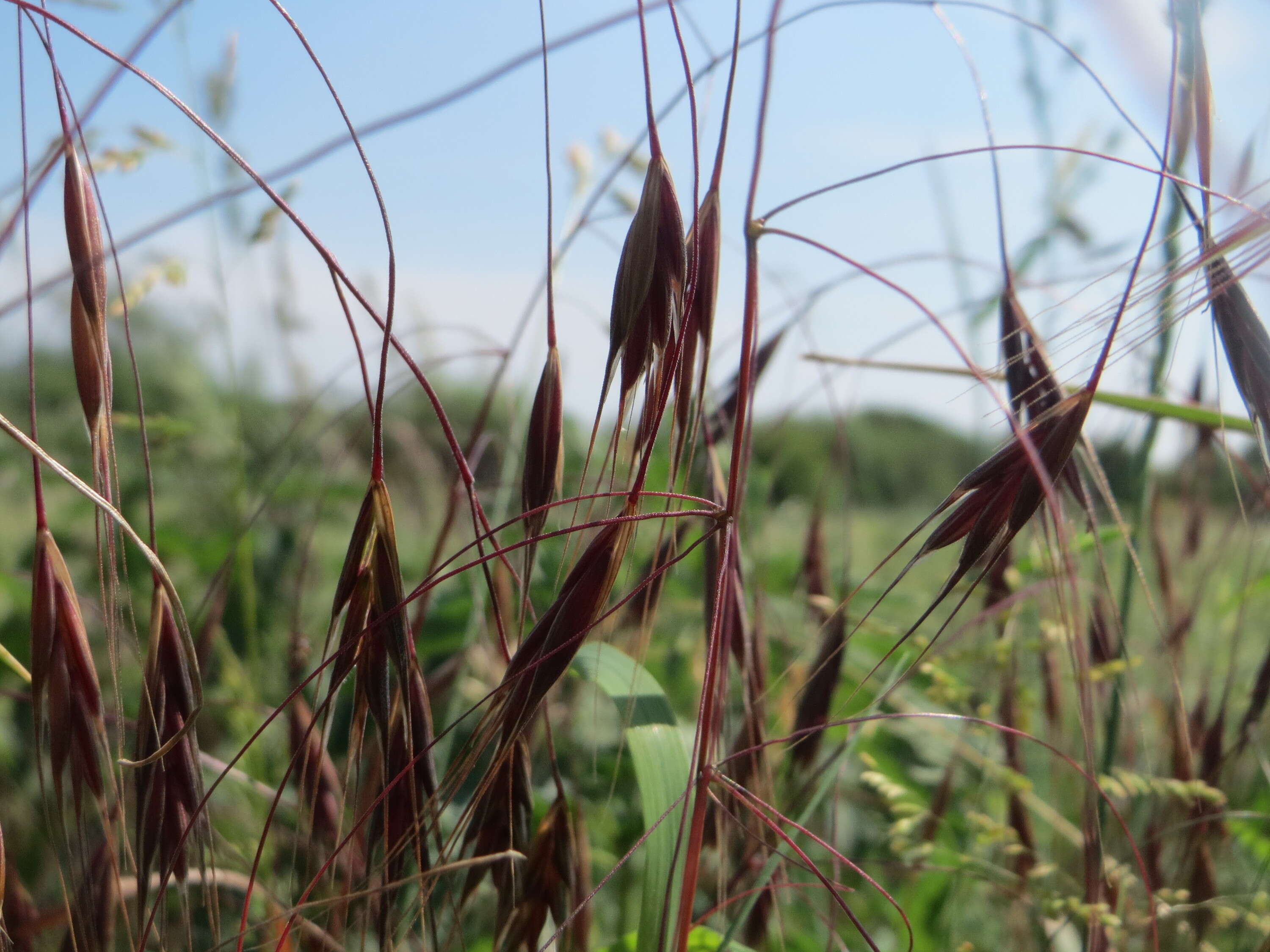 Image of Barren Brome