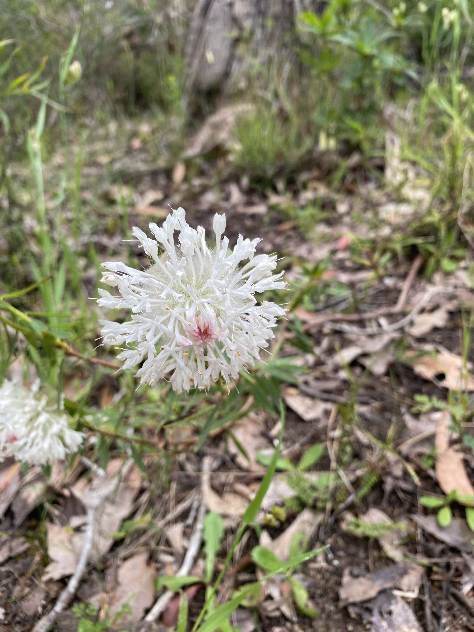 Image of Pimelea spectabilis Lindl.