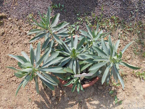 Image of Echium vulcanorum A. Chev.