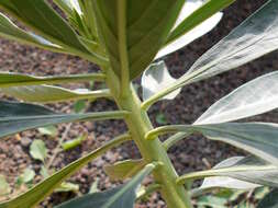 Image of Echium vulcanorum A. Chev.