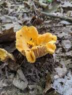 Image de Cantharellus flavus Foltz & T. J. Volk 2013