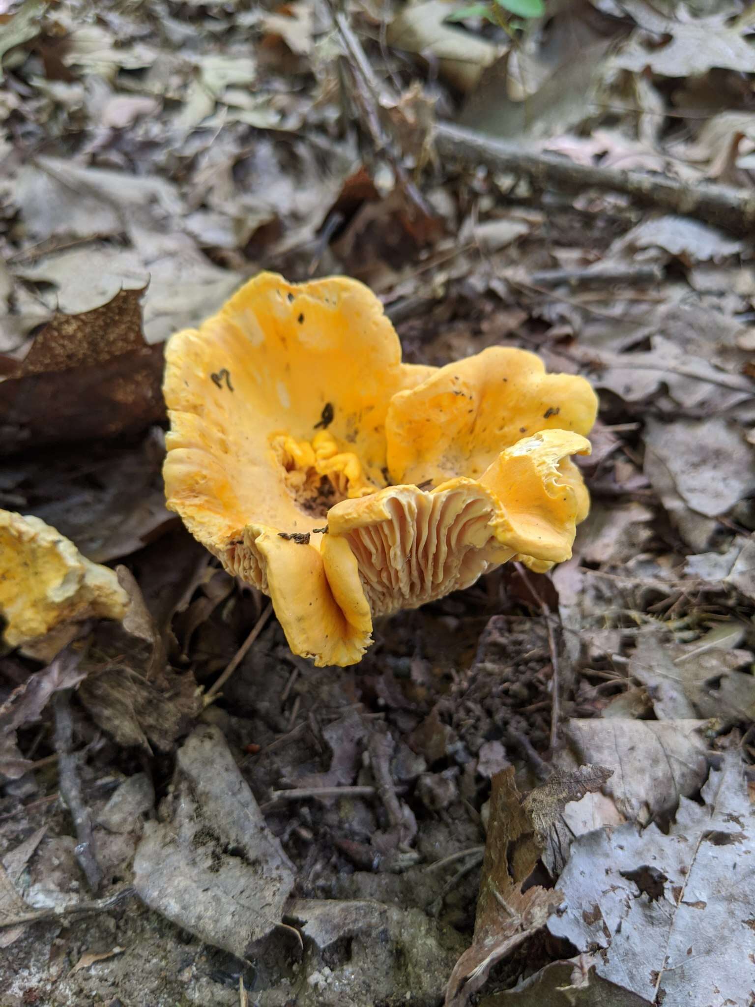 Image de Cantharellus flavus Foltz & T. J. Volk 2013