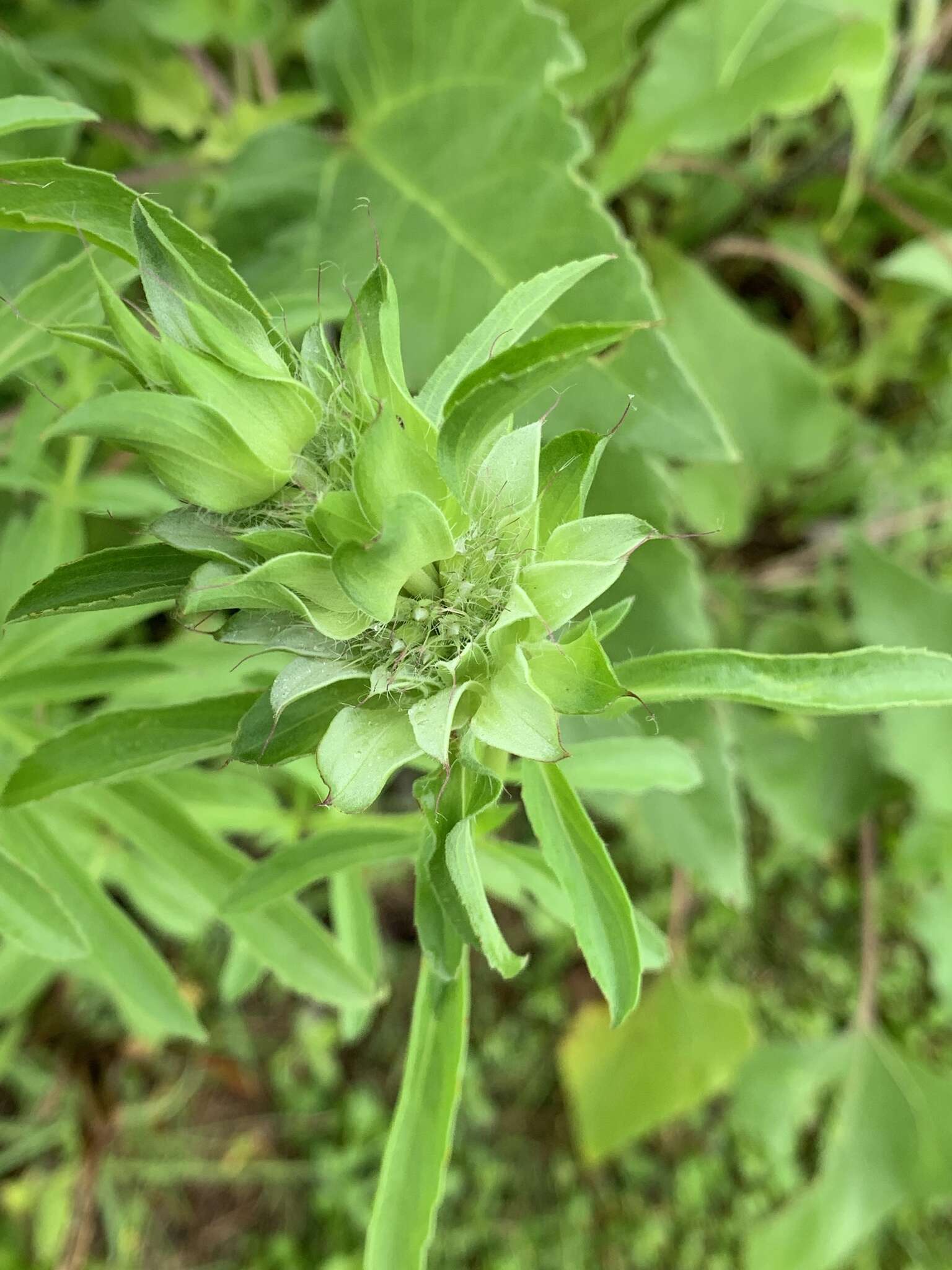 Monarda citriodora var. citriodora resmi