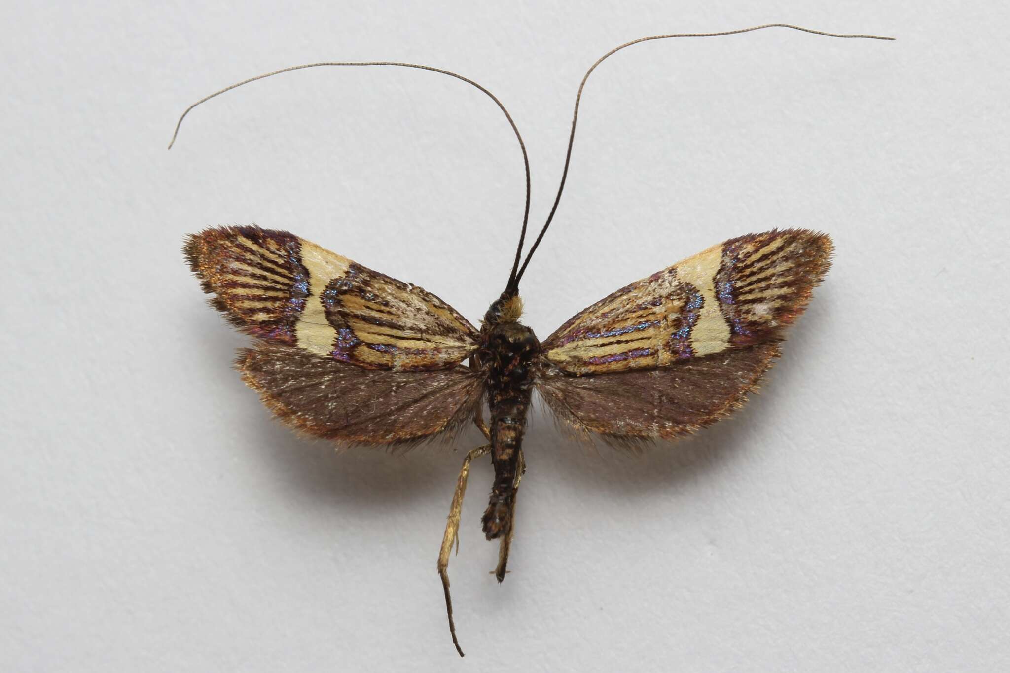 Imagem de Nemophora bellella Walker 1863