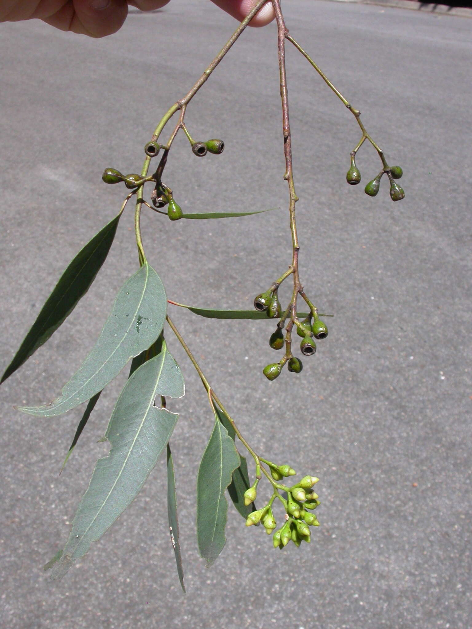 Imagem de Eucalyptus paniculata Sm.