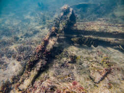 Image of Atlantic Goliath Grouper