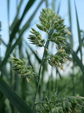 Image of Cocksfoot or Orchard Grass