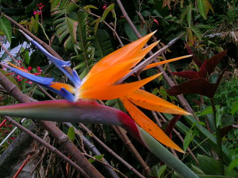 Image of Bird of paradise plant