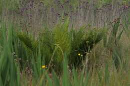 Image of Grassland tree fern