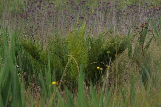 Image of Grassland tree fern