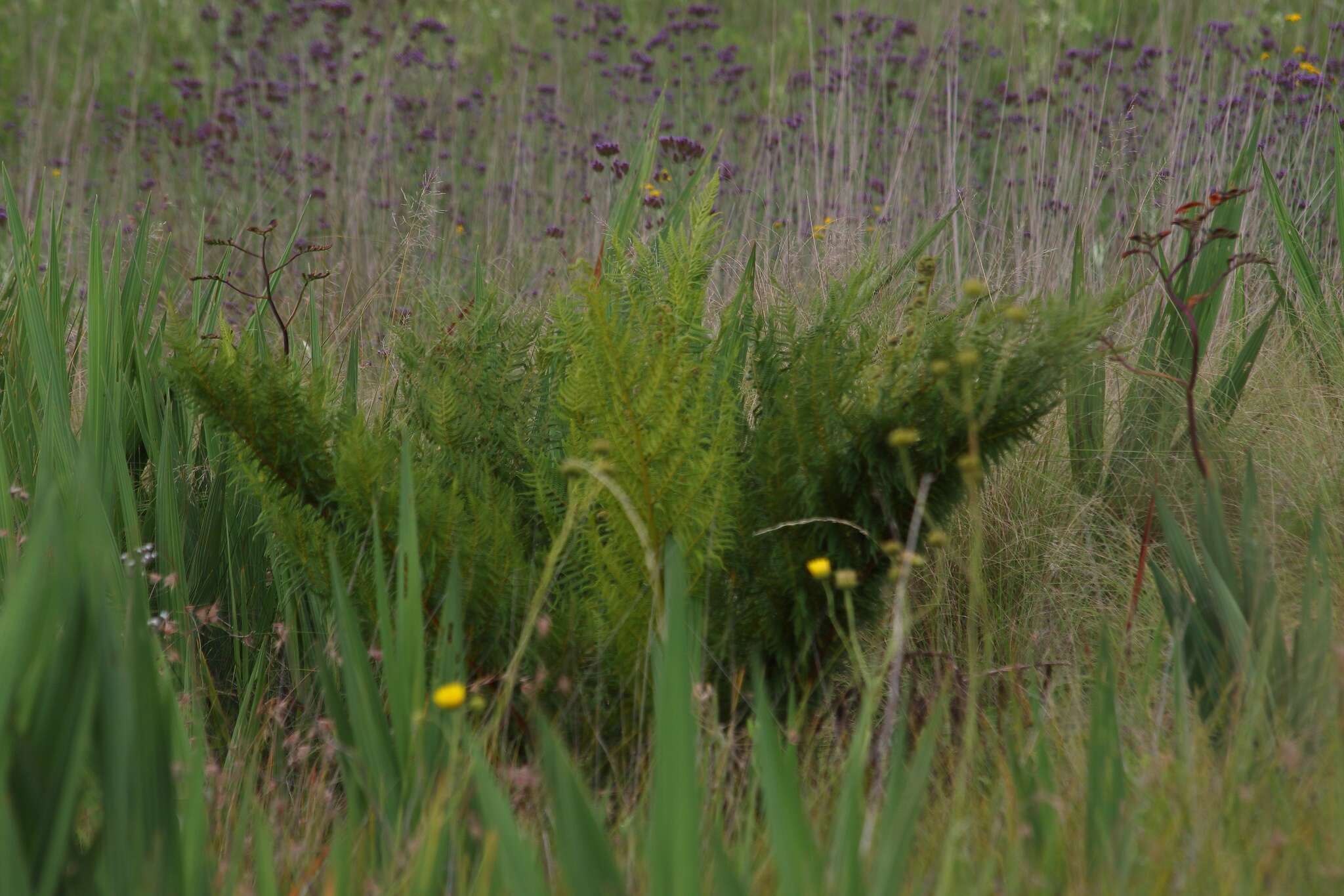 Image of Grassland tree fern