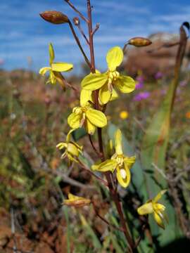 Image of Cyanella lutea subsp. lutea