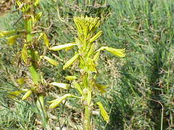 Image of yellow asphodel